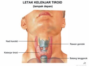kelenjar-tiroid1